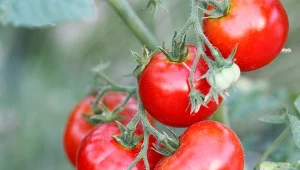 Hartowanie sadzonek pomidorów daje gwarancję zdrowych upraw.