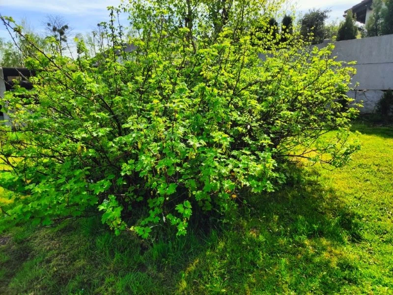 Jak pobudzić porzeczkę do owocowania