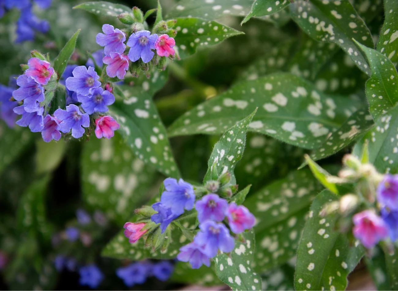 Miodunkę z powodzeniem można sadzić na podmokłym terenie