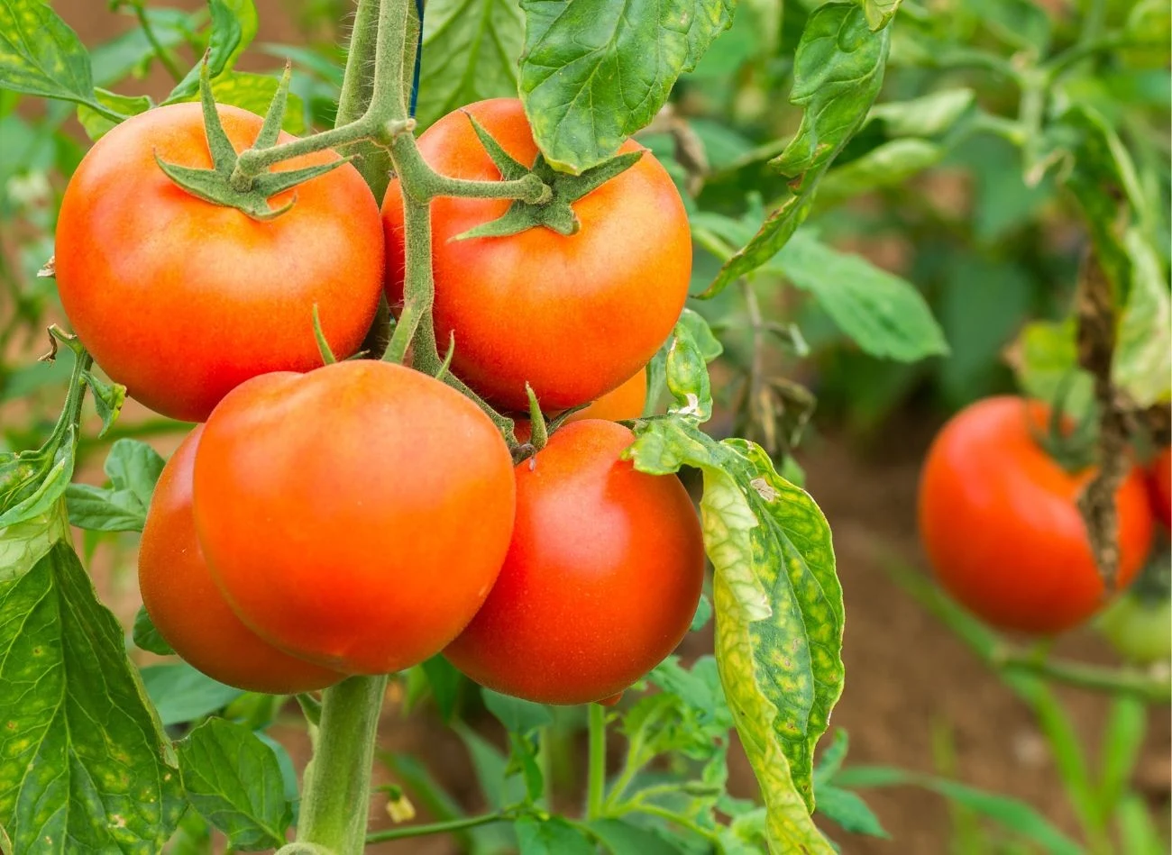 Odpowiednie hartowanie sadzonek ma wpływ na przyszłe plony