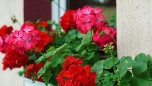 Kupując sadzonki pelargonii, należy zwracać uwagę na liście.