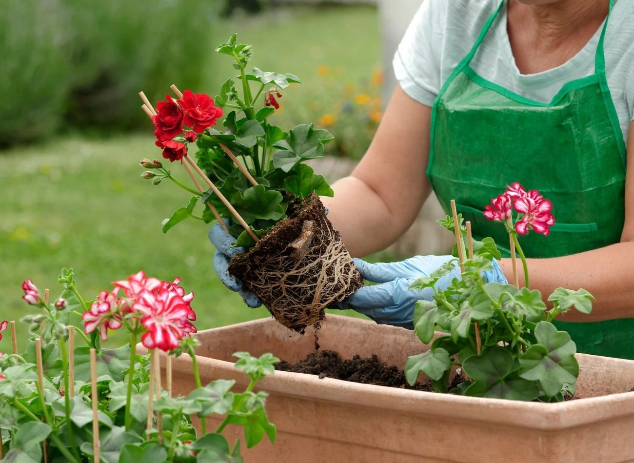 O czym pamiętać podczas sadzenia pelargonii