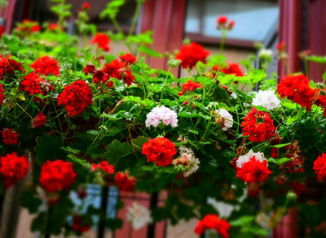 Pelargonie najlepiej podlewać od dołu, wtedy lepiej kwitną