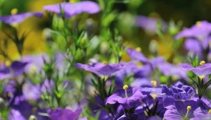 Gdy w ogrodzie jest pełne słońce, warto wybrać kwiaty, które przetrzymają najgorsze warunki i będą świetnie się prezentować.