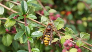 Te rośliny przyciągają szerszenie jak magnes. Nie sadź ich blisko domu.