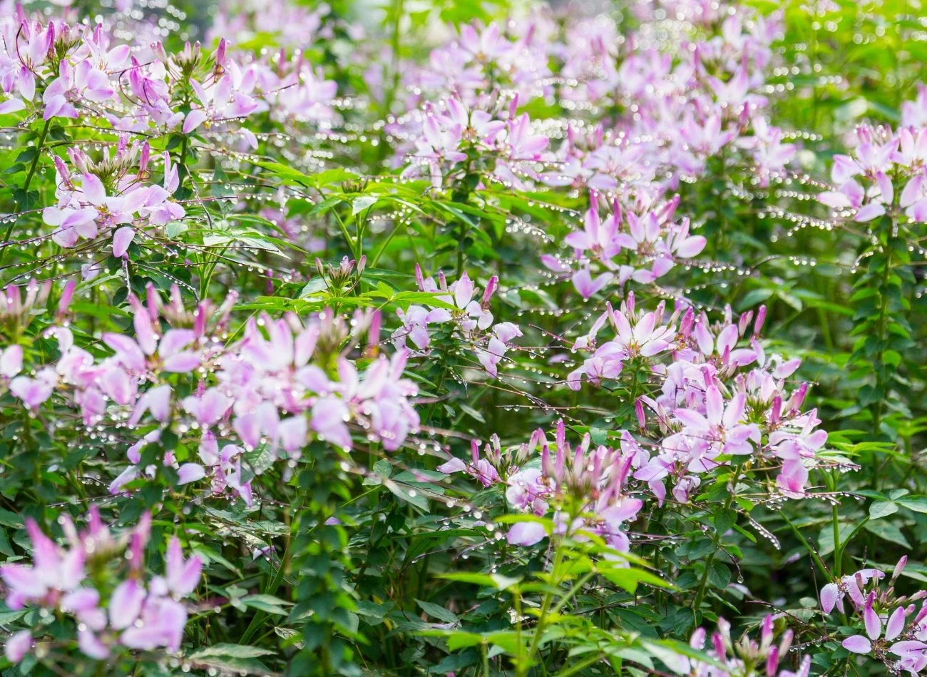 Cleome ciernistą wystarczy regularnie podlewać