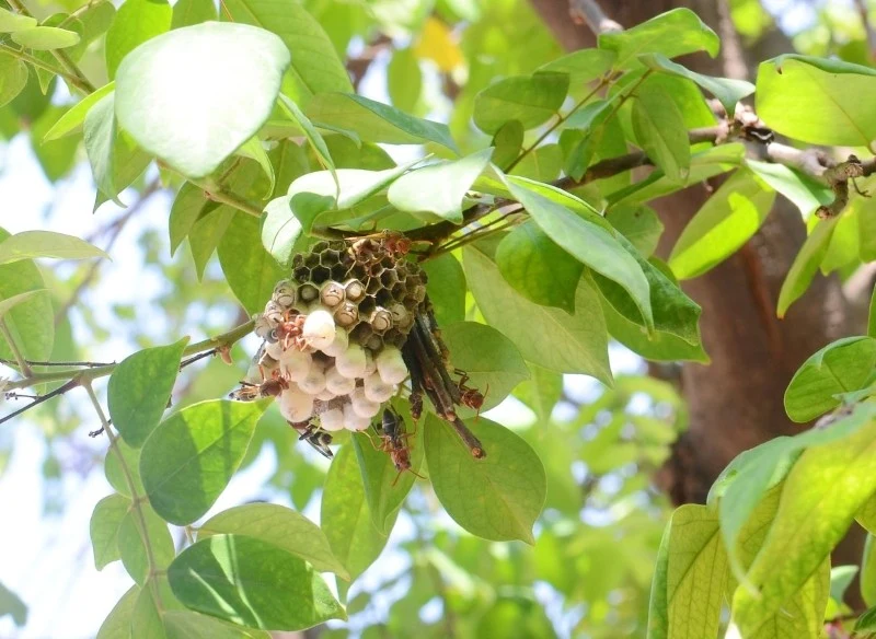 Użądlenie szerszenia może być wyjątkowo niebezpieczne dla osób, które są uczulone na jad