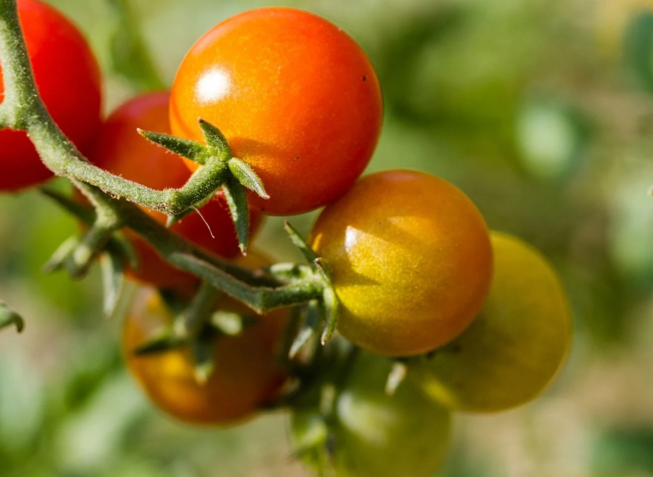 Czy stosowanie sody oczyszczonej do pomidorów faktycznie poprawia ich smak