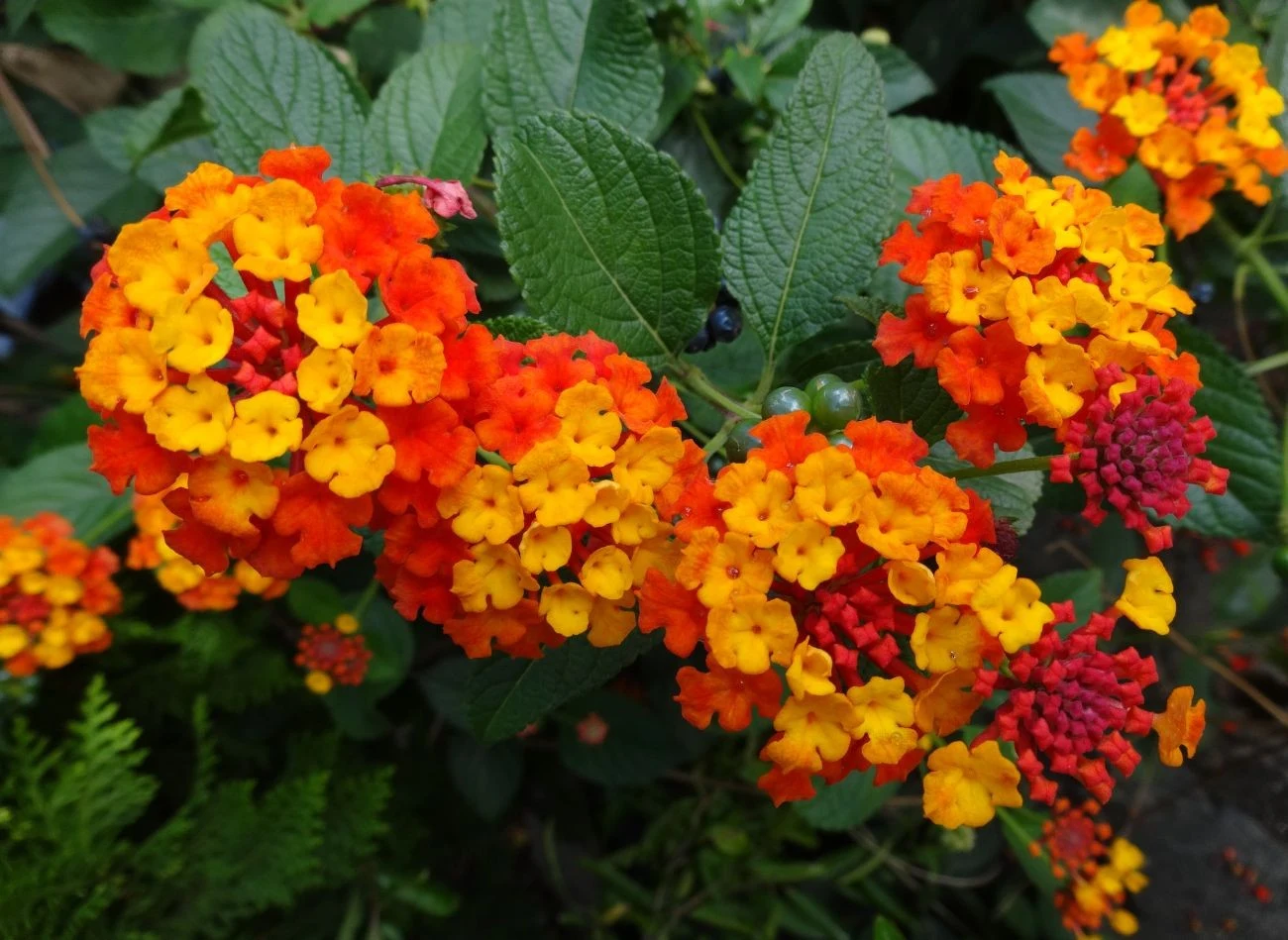 Lantana pospolita ma wyjątkowo piękne kwiaty