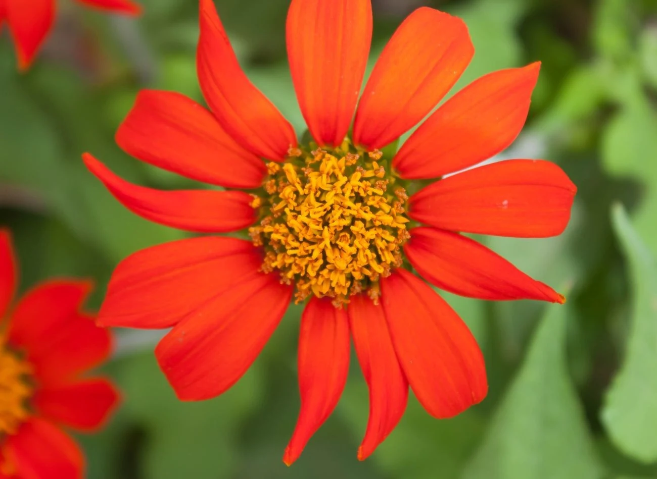 Titonia pomarańczowa (Słonecznik meksykański) to atrakcyjna roślina ozdobna o ognistych pomarańczowo-czerwonych kwiatach