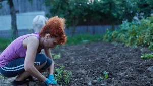 Podpowiadamy, jak przygotować dołek do sadzenia pomidorów, aby uzyskać jak najlepsze plony.