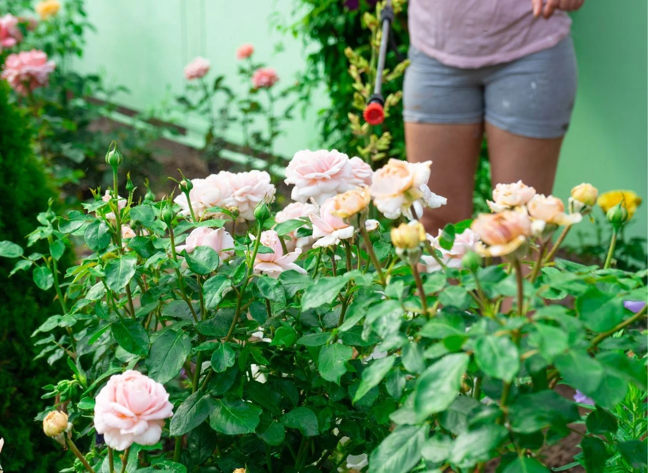 Oprysk z jodyny można stosować do wszystkich roślin w ogrodzie, pod warunkiem, że stosuje się odpowiednie proporcje