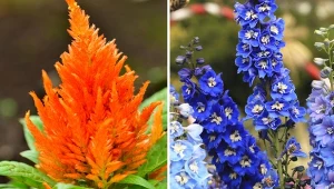 Rośliny o dużych, pięknych kwiatach są ozdobą ogrodu. Jakie gatunki wybrać? Fot. magicfluete002/happykamil/CanvaPro