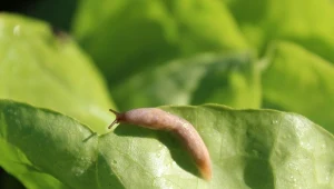 Przyszła wiosna, a wraz z nią pojawiły się ślimaki w ogrodzie. Czym się żywią? Tym, na co wpełzną - dosłownie, te żarłoczne szkodniki zjadają liście, młode truskawki a nawet... kwiaty ozdobne.