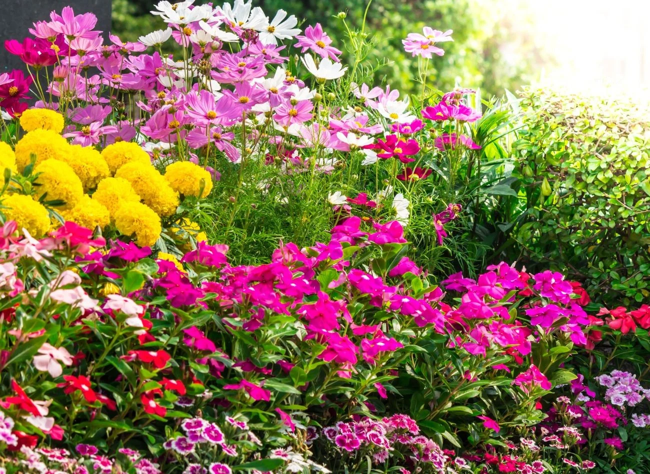 Regularne podlewanie i nawożenie kwiatów w ogrodzie to podstawa pielęgnacji