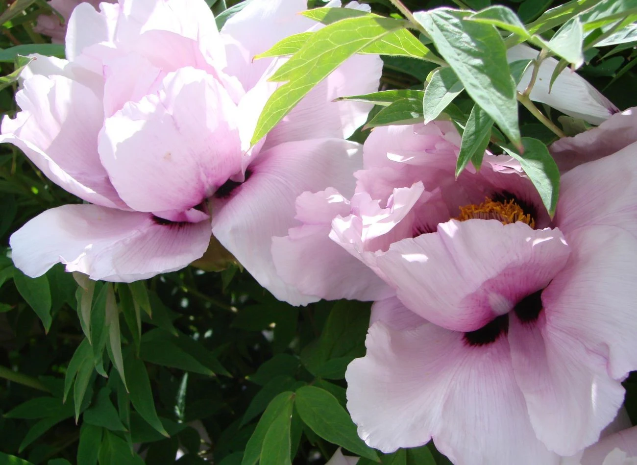 Piwonia drzewiasta ma wyjątkowo duże i barwne kwiaty