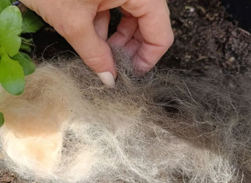 Psia sierść ułożona na grządce wyraźnie zmienia strukturę podłoża i utrudnia ślimakom przedostanie się do źródeł pokarmu