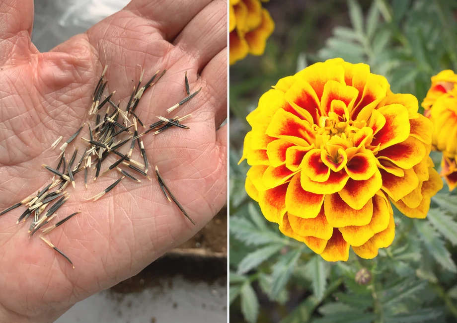 Kiedy jest już cieplej, możemy siać aksamitki i nasturcje, które potrzebują stabilnych warunków cieplnych do rozwoju