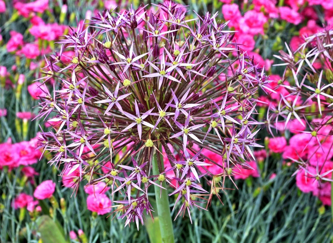 Czosnek Globemaster wyróżnia nie tylko duży, kulisty kwiat, ale też piękny zapach