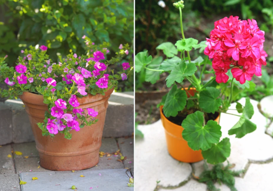 W swoich ogrodach warto mieć pelargonie, begonie i petunie