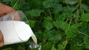 Mleko jest często stosowane w ogrodach jako odżywka oraz oprysk. Jednak nie do wszystkich roślin się nadaje.