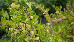 Nawożenie agrestu w stracie zawiązywania owoców jest bardzo ważne. Czym dokarmiać krzew?