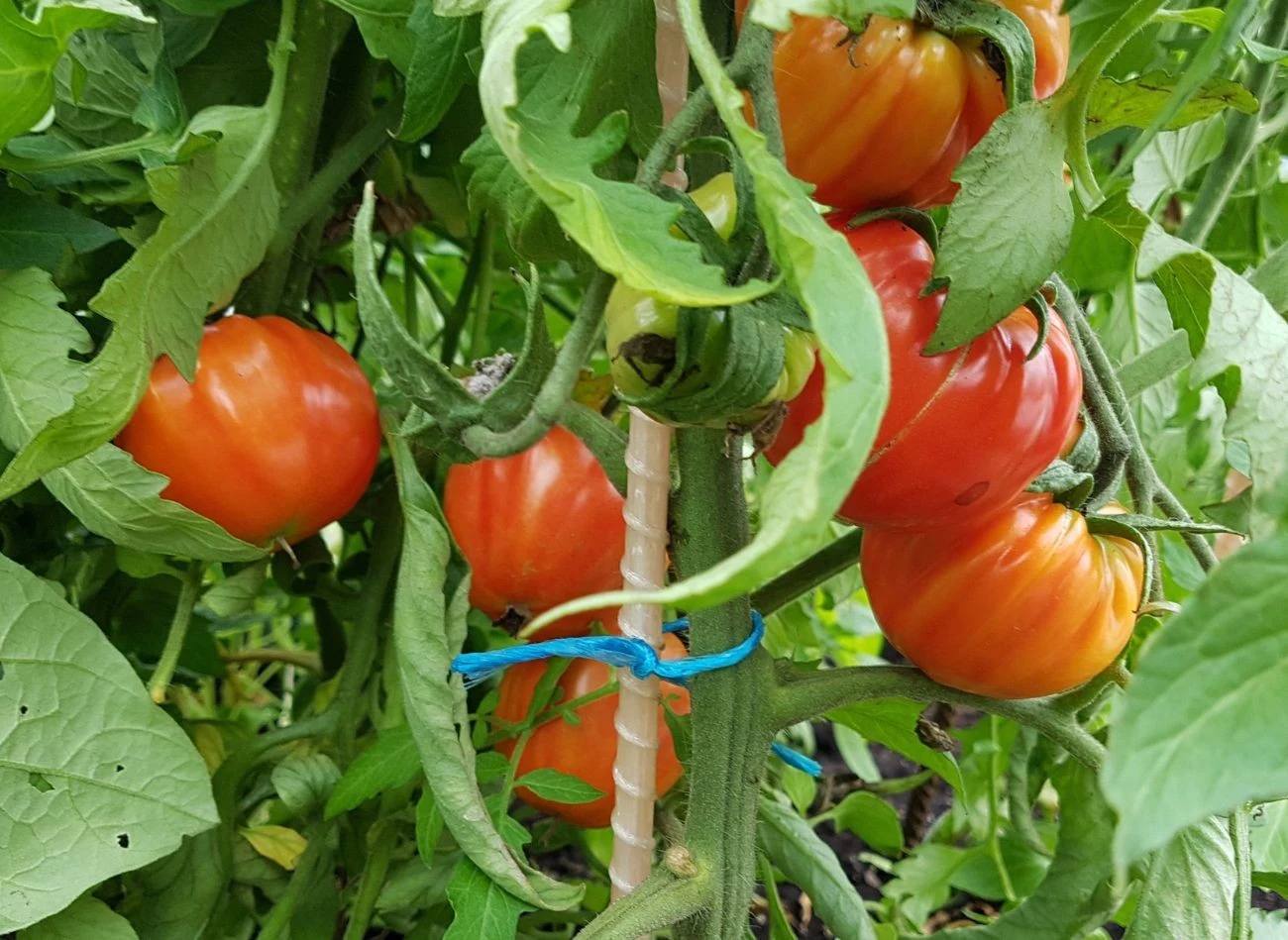 Oprysk z mleka chroni pomidory przed chorobami i szkodnikami