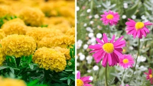 Każdy ogrodnik chce mieć wiosną ozdobne trawy i bajecznie kwitnące kwiaty w ogrodzie, a alergia skutecznie utrudnia ich pielęgnację. Jak stworzyć ogród przyjazny alergikom? Nie tylko trawy się nie sprawdzą. Fot. Dmitij Protseno/Maksim Kazakov/CanvaPro