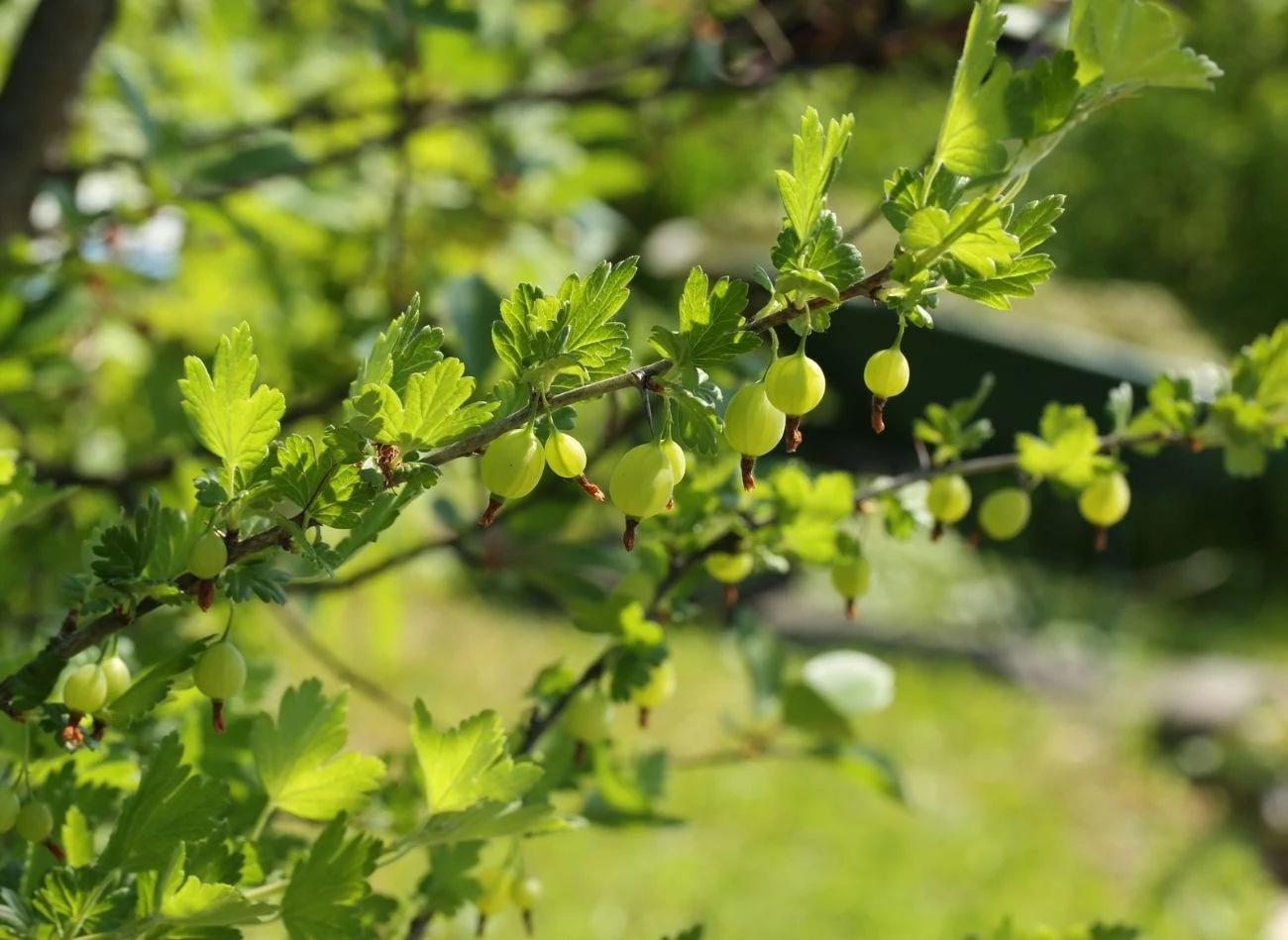 Drugie nawożenie agrestu, tuż po przekwitnięciu, powinno być bogate m