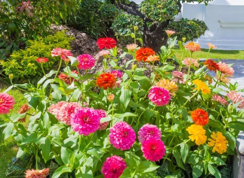 Popularne i chętnie sadzone wiosną kwiatki potrafią sprawić, że katar alergiczny stanie się nie do wytrzymania