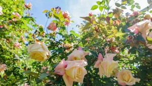 Jak często nawozić róże? Zaczynamy na wiosnę, gdy tylko wykształcą w pełni zielone liście. Kończymy mniej więcej w połowie lata, aby dać im czas na przygotowanie do wejścia w stan spoczynku.