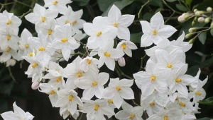 Psianka jaśminowa to piękne pnącze, które można uprawiać na balkonie i tarasie.