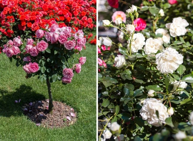 Niezależnie od tego, jaką odmianę róży uprawiasz w ogrodzie, najważniejszym zadaniem w czasie ich wiosennej pielęgnacji jest podanie dobrej odżywki...