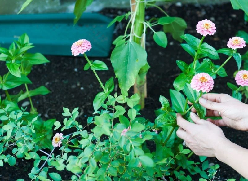 Musimy dobrze przemyśleć, jakie kwiaty chcemy posadzić, ponieważ w niektórych przypadkach niepozorne roślinki potrafią stać się poważną przyczyną n...