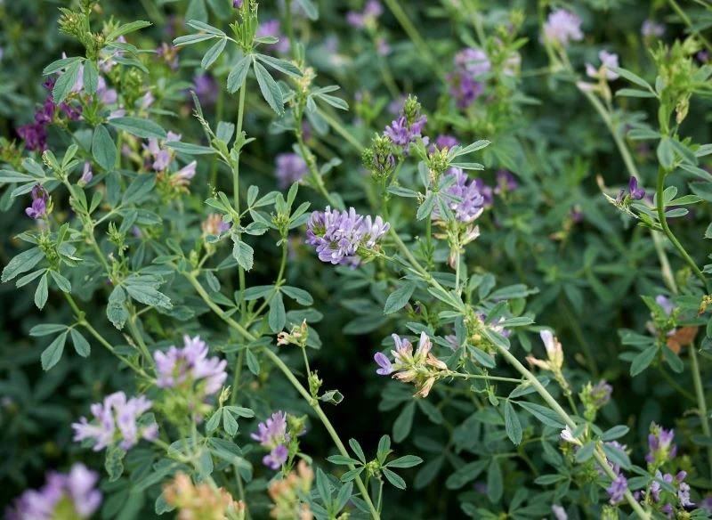 Lucerna siewna nadaje się do suszenia, ale możesz też kupić gotową mączkę lub granulat z lucerny dla królików, do rozpuszczenia w wodzie