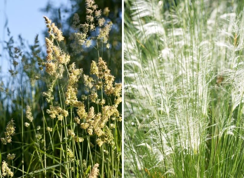 Kołyszące się na wietrze źdźbła traw to niewątpliwie piękna i wyjątkowa dekoracja ogrodu, jednak dla alergika stanowią one poważne zagrożenie