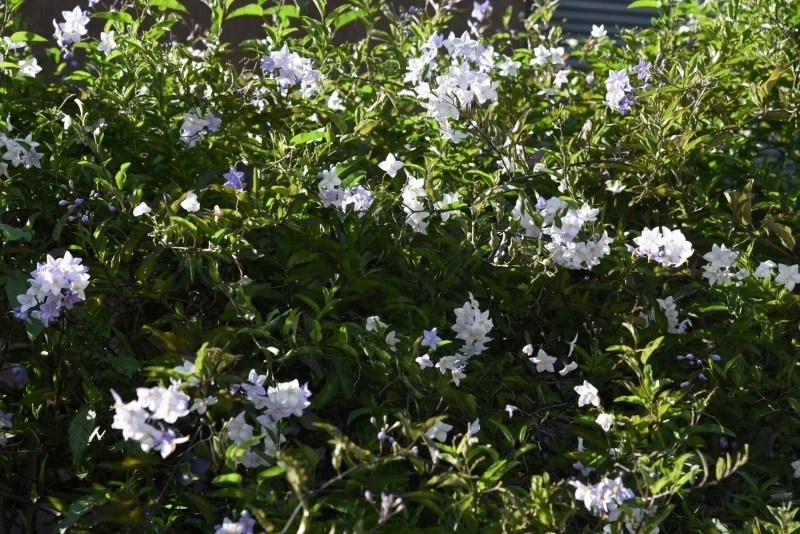 Psianka jaśminowa kwitnie od czerwca aż do września, a jej kwiaty są podobne do jaśminu