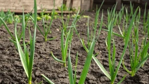 Posadź czosnek obok tych roślin, a zapomnisz o szkodnikach w ogrodzie.