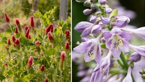 Krwiściąg lekarski i hosta Tardina June to byliny, które w donicach prezentują się wyjątkowo dobrze. Fot. wirestock/Harald Biebel/CanvaPro