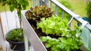 W donicach można uprawiać m.in. pomidorki koktajlowe, paprykę, a nawet bakłażany.