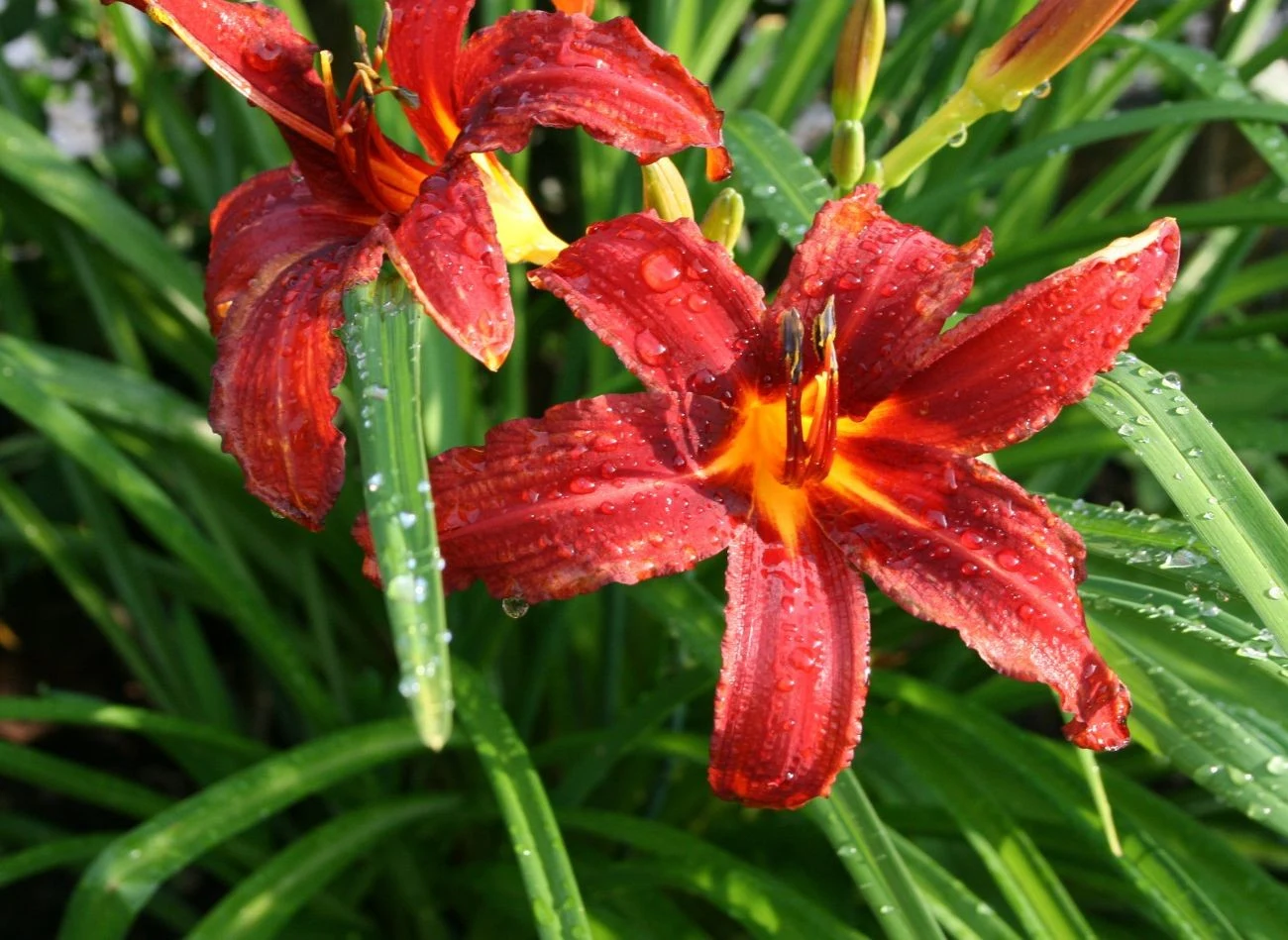 W donicach dobrze rosną liliowce, odmiana Autum Red jest do takiej uprawy idealna