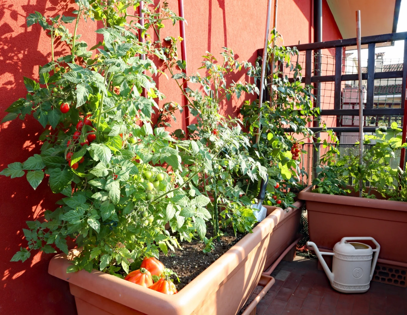 Pomidory koktajlowe to najchętniej wybierane warzywo do uprawy w warzywniku na balkonie