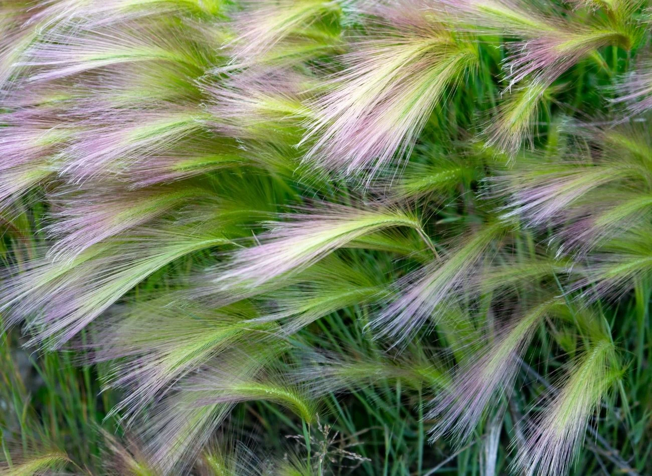 Delikatny kłos nestelli cieniutkiej wygląda imponująco