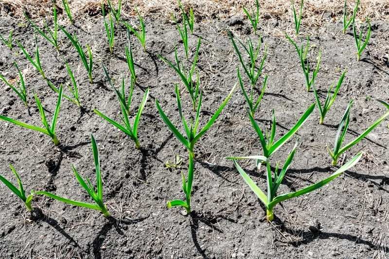 Dla niektórych warzyw sąsiedztwo czosnku może być bardzo korzystne