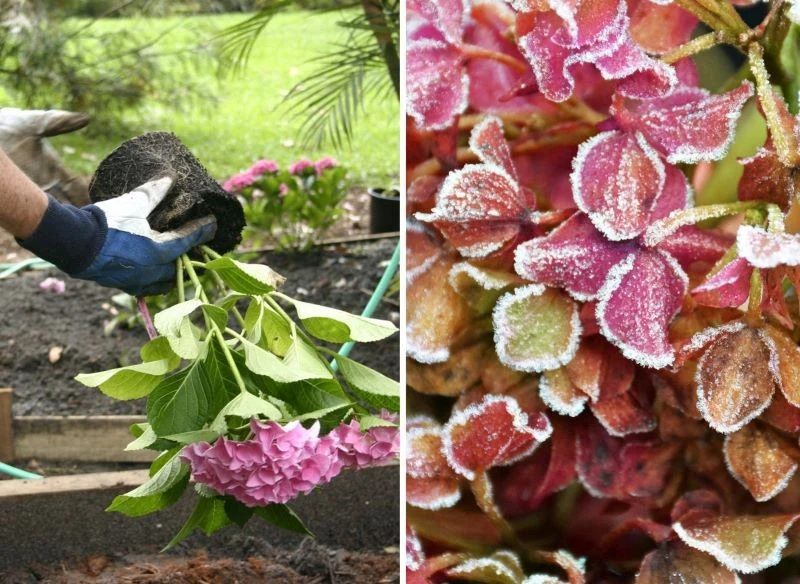 Jeśli chcesz posadzić nowe krzewy, zawsze uważnie śledź prognozy pogody