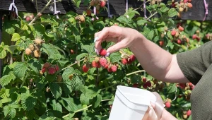 Ta odżywka na owocowanie malin nie ma sobie równych. Owoców będzie co niemiara.