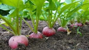 Co zrobić, żeby rzodkiewka rosła w korzeń, a nie w liście?