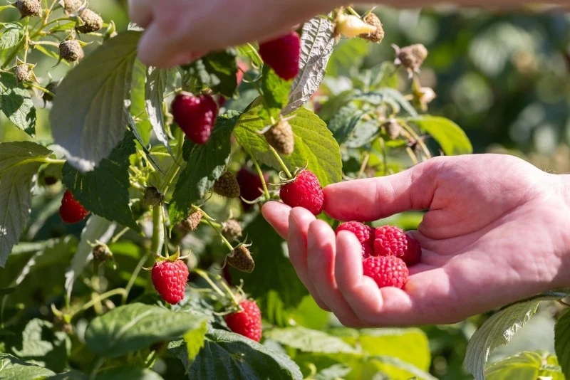 Nawożenie malin zależy od fazy rozwojowej krzaków