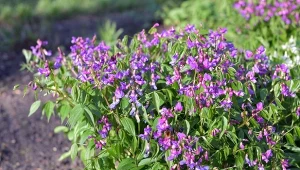 Groszek wiosenny – zapomniana roślina, która porasta obszary leśne, coraz częściej pojawia się w ogrodzie. Jej uprawa jest prosta, a kwitnienie naprawdę okazałe i to każdego roku.