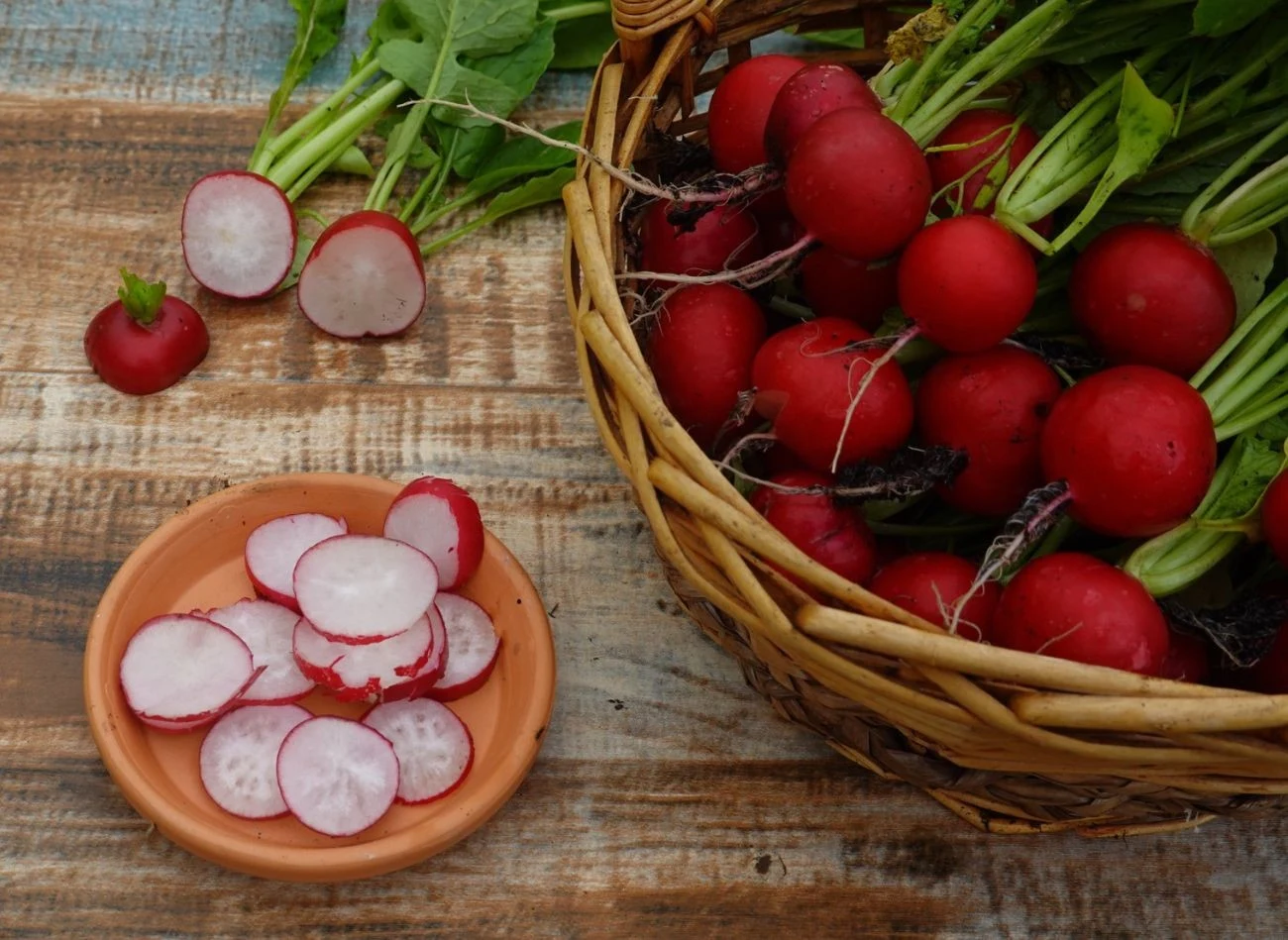 Ziemia wokół rzodkiewki powinna być regularnie spulchniana, to również daje gwarancję obitych plonów